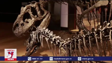 Bán đấu giá hóa thạch xương khủng long tại Anh