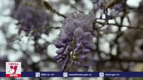 Điểm đến: Grasse, nơi nước hoa làm nên di sản