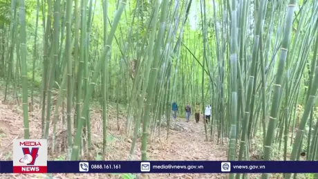 Cây vầu giúp vùng cao Thanh Hóa thoát nghèo