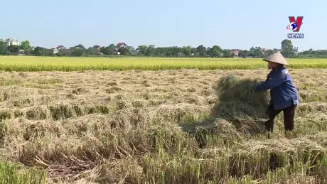 Sử dụng hiệu quả nguồn rơm ra góp phần giảm phát thải khí mê-tan