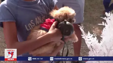 Độc đáo lễ hội hóa trang cho chó tại Nigeria