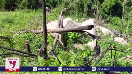 Chặn đứng nạn phá rừng, lấn chiếm đất tại huyện Krông Bông