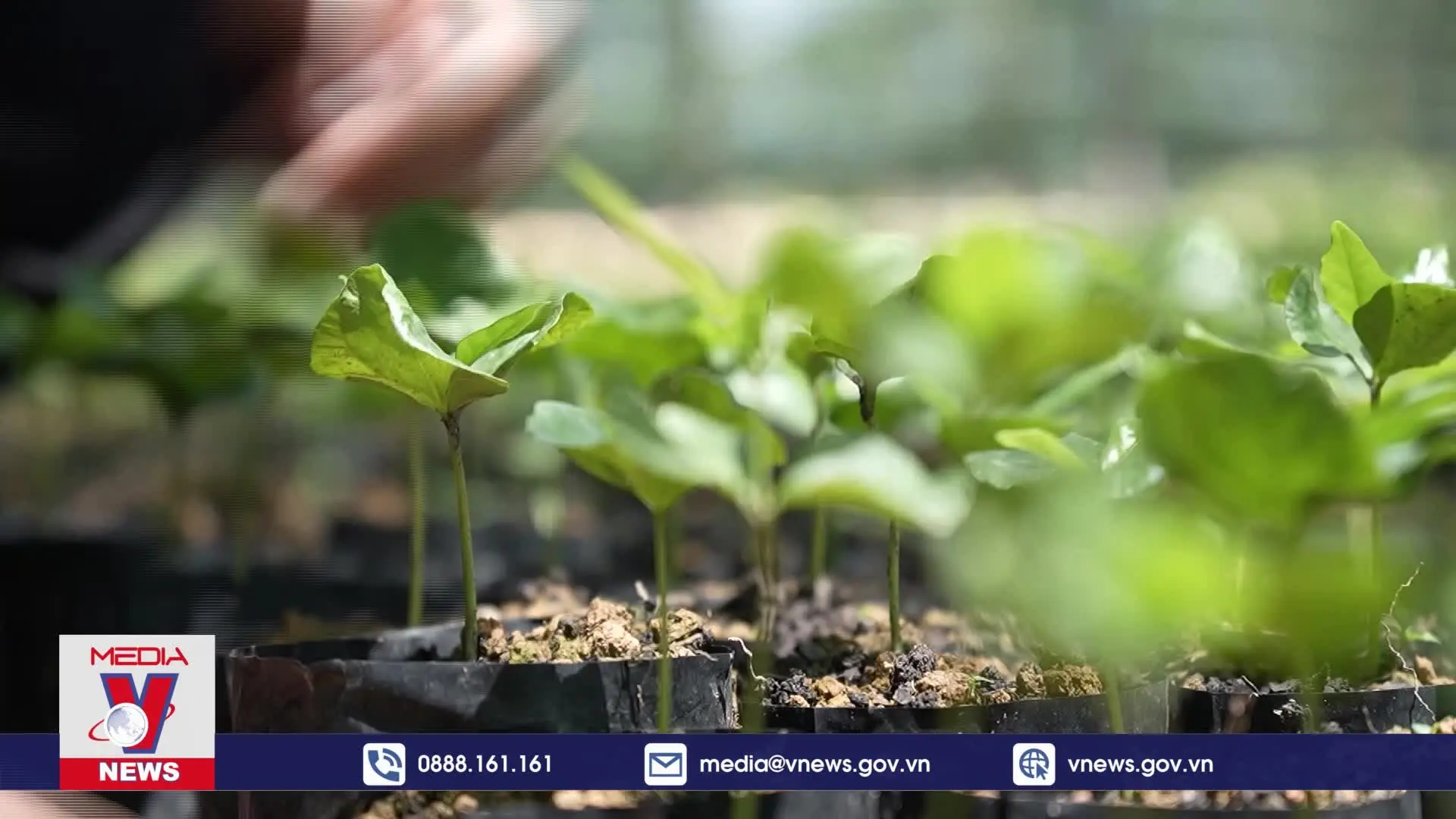 Bảo vệ và phát triển rừng bền vững