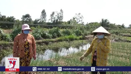 Nông dân Sóc Trăng kỳ vọng vào vụ hành tím sớm