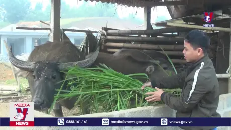 Tuyên Quang phòng chống đói rét cho vật nuôi