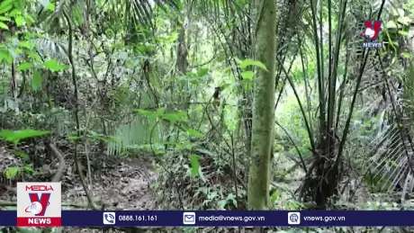 Lợn rừng chết ở VQG Pù Mát là do dịch tả lợn châu Phi