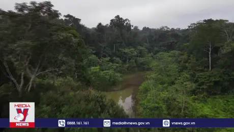 Phát hiện thêm nhiều loài mới tại rừng rậm Amazon