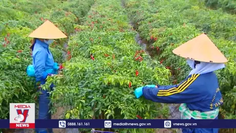 Nhiều khu vực ở Thanh Hóa được cấp mã số vùng trồng