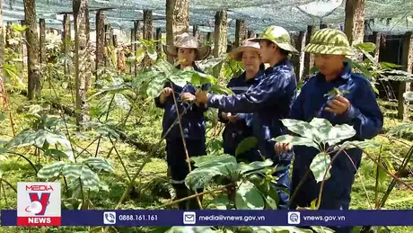 Phát huy tiềm năng dược liệu Việt Nam