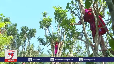 Khám phá quần thể chè Shan Tuyết - Tủa Chùa (English sub)
