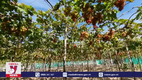 Nông dân Ninh Thuận tích cực chuẩn bị cho vụ nho Tết năm 2025