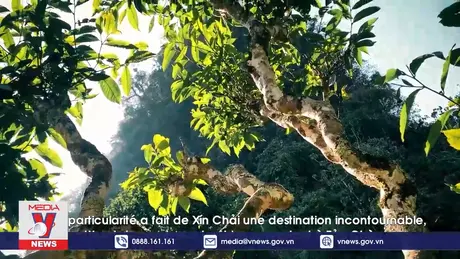 Khám phá quần thể chè Shan Tuyết - Tủa Chùa (Francais)