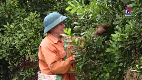 Phim tài liệu: Nữ hoàng hạt khô macca trên đất Điện Biên
