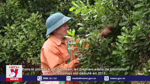 Phim tài liệu: Nữ hoàng hạt khô macca trên đất Điện Biên (Francais)