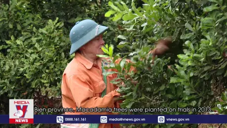 Phim tài liệu: Nữ hoàng hạt khô macca trên đất Điện Biên (English Sub)