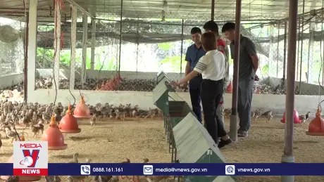 Vùng lũ Yên Bái phục hồi chăn nuôi đón Tết Nguyên đán 2025