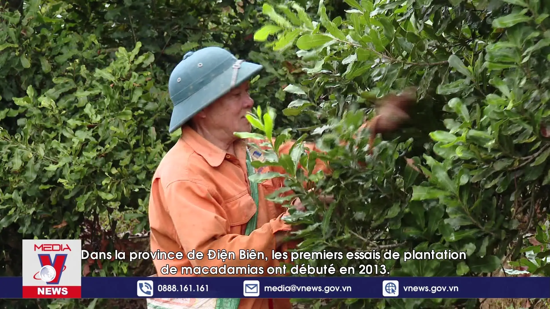 Phim tài liệu: Nữ hoàng hạt khô macca trên đất Điện Biên (Francais)