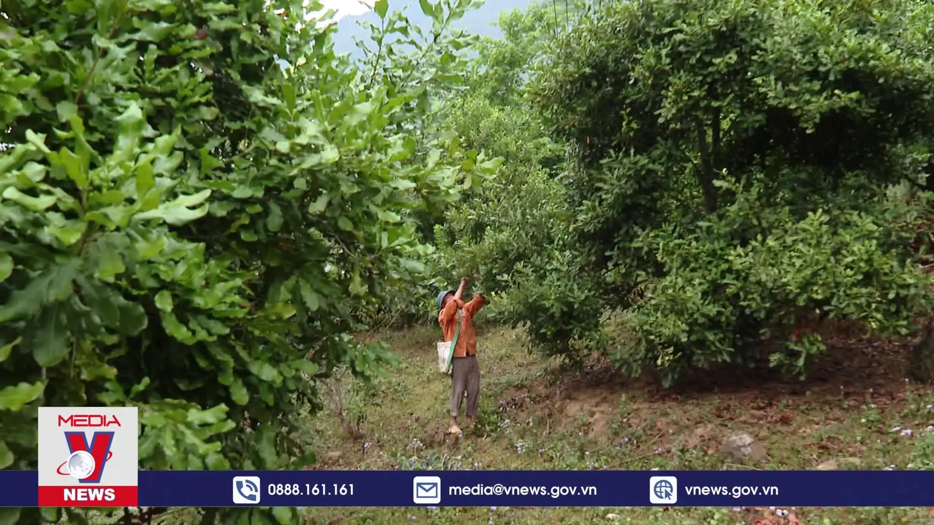 Phim tài liệu: Nữ hoàng hạt khô macca trên đất Điện Biên (English Sub)