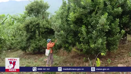 Hiệu quả cây mắc ca ở Điện Biên