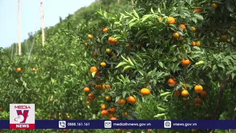 Quýt Nam Sơn tạo thu nhập bền vững cho người dân vùng cao