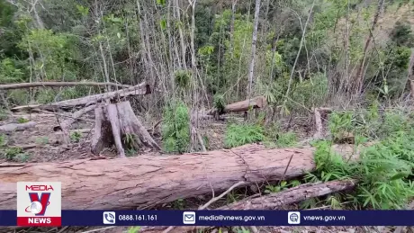 Gia Lai xử lý “án điểm” phá rừng để răn đe