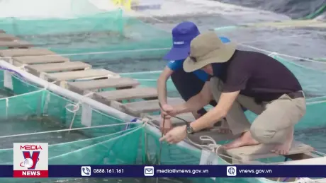 Nâng cao sức mạnh của tôm Việt trên thị trường quốc tế