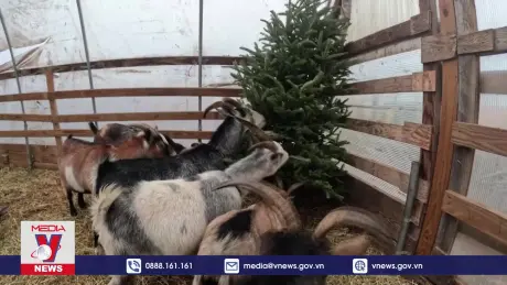 Phương pháp thú vị xử lý cây thông Noel sau Giáng sinh