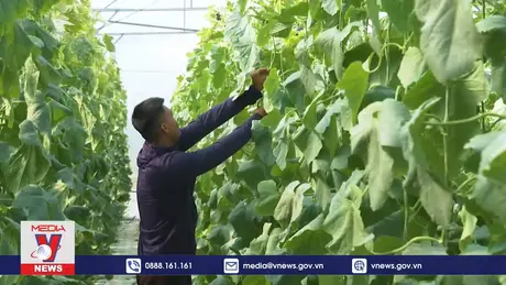 Lai Châu phát triển sản xuất nông nghiệp công nghệ cao