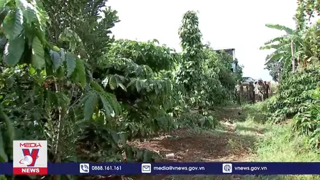 Cách làm hay bảo vệ cà phê vụ mùa thu hoạch tại Đắk Lắk