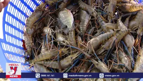 Đột phá lợi nhuận từ mô hình nuôi tôm càng xanh