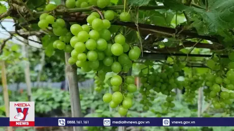 Ninh Thuận sản xuất nho cảnh trưng Tết