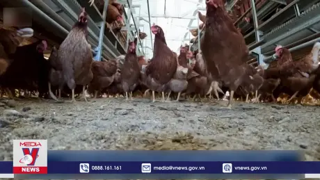 Dịch cúm gia cầm lây lan mạnh ở Nhật Bản