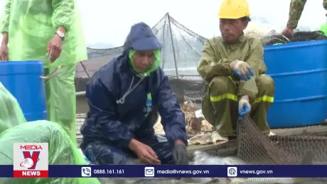 Người nuôi cá lồng Hưng Yên phấn khởi vì tiêu thụ dễ dàng