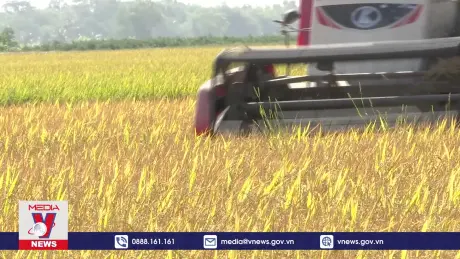 Giá lúa giảm sâu, nông dân Bạc Liêu lao đao tìm thương lái