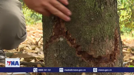 Nhà vườn Bình Phước nỗ lực bảo vệ cây sầu riêng