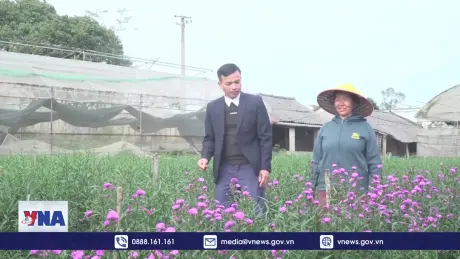 Làng hoa Tết Quảng Bình hối hả vào vụ