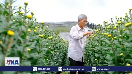 Làng hoa cúc chậu giữa vùng rau Đơn Dương vào vụ Tết