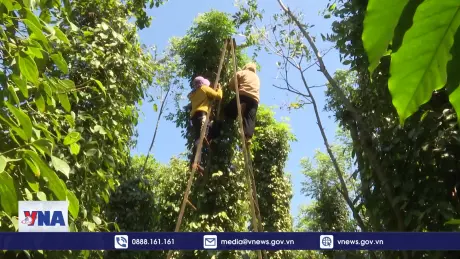 Việt Nam đứng đầu thế giới về xuất khẩu hồ tiêu