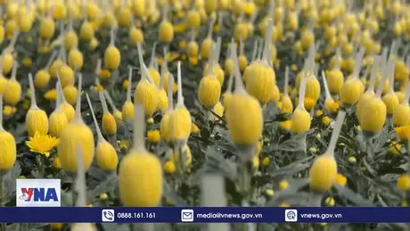 Hoa Đà Lạt rớt giá mạnh đầu vụ Tết Nguyên đán