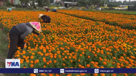 Nhộn nhịp cánh đồng hoa lớn nhất Bình Dương