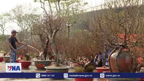 Thị trường hoa Tết tại Đà Nẵng còn trầm lắng