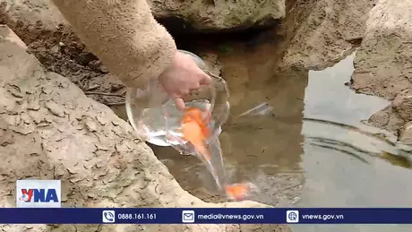 Thả cá chép - Nét đẹp văn hóa của người Việt