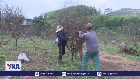 Làng hoa, đào Lưu Vĩnh Sơn nhộn nhịp vụ Tết