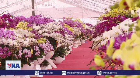 Sôi động thị trường lan hồ điệp