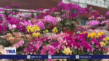 Rực rỡ chợ hoa Xuân Bắc Kinh (Trung Quốc)