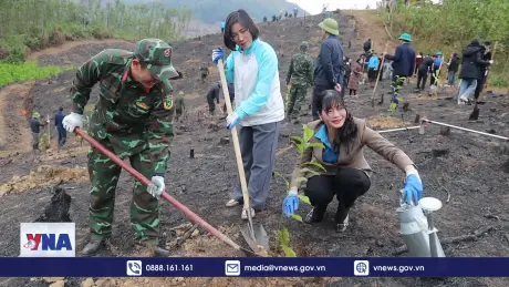 Quảng Ninh trồng mới gần 20ha rừng dịp đầu năm