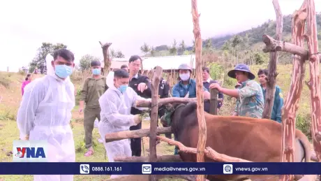 Huyện Đăk Glei, Kon Tum phát hiện ổ dịch lở mồm long móng