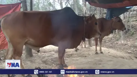 Bắc Bộ và Bắc Trung Bộ chủ động ứng phó với rét đậm, rét hại