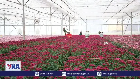 Nhà vườn Đà Lạt trúng lớn vụ hoa đầu năm