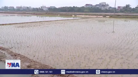 Bắc Hưng Hải đã giảm ô nhiễm vụ Đông Xuân